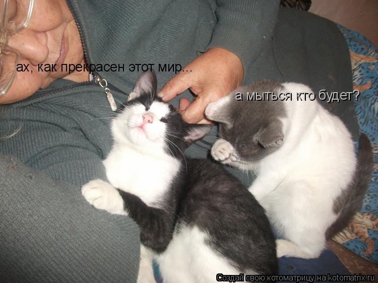 ах, как прекрасен этот мир... а мыться кто будет?... Котоматрица: ах, как прекрасен этот мир... а мыться кто будет?