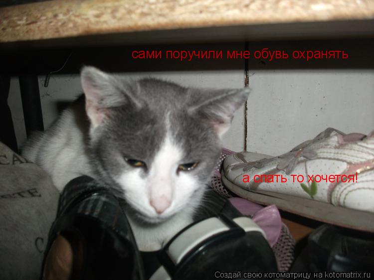 сами поручили мне обувь охранять а спать то хочется!... Котоматрица: сами поручили мне обувь охранять а спать то хочется!