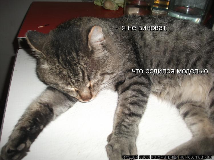 я не виноват... что родился моделью -... Котоматрица: я не виноват... что родился моделью -