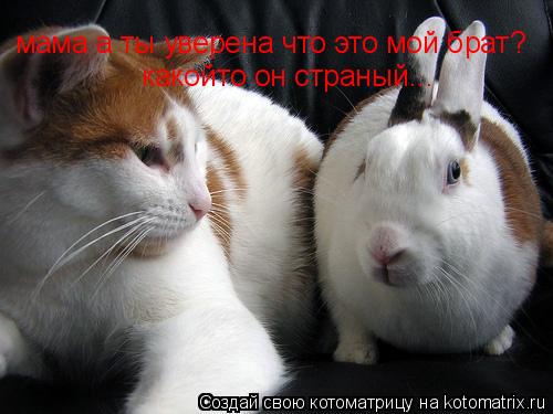 Котоматрица: мама а ты уверена что это мой брат? какойто он страный...