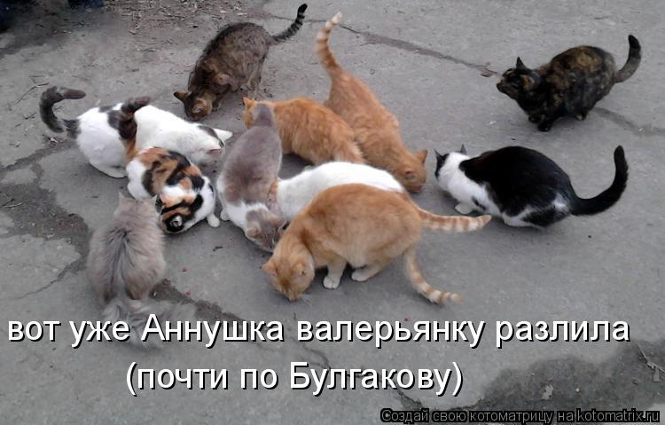 вот уже Аннушка валерьянку разлила (почти по Булгакову)... Котоматрица: вот уже Аннушка валерьянку разлила (почти по Булгакову)