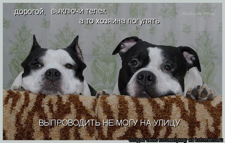 дорогой, выключи телек а то хозяина погулять ВЫПРОВОДИТЬ НЕ МОГУ НА УЛИЦУ... Котоматрица: дорогой, выключи телек а то хозяина погулять ВЫПРОВОДИТЬ НЕ МОГУ НА УЛИЦУ