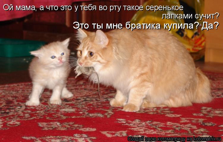 Ой мама, а что это у тебя во рту такое серенькое лапками сучит? Это ты мне братика купила? Да?... Котоматрица: Ой мама, а что это у тебя во рту такое серенькое лапками сучит? Это ты мне братика купила? Да?