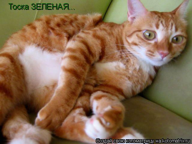 Тоска ЗЕЛЕНАЯ...... Котоматрица: Тоска ЗЕЛЕНАЯ...