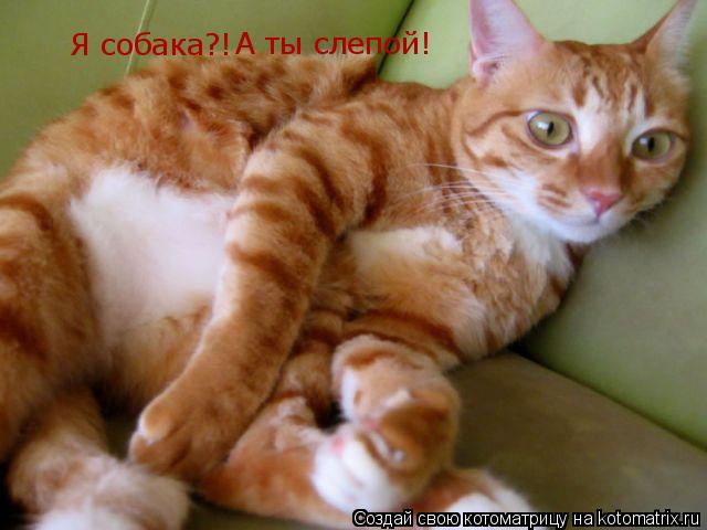 Я собака?! А ты слепой!... Котоматрица: Я собака?! А ты слепой!
