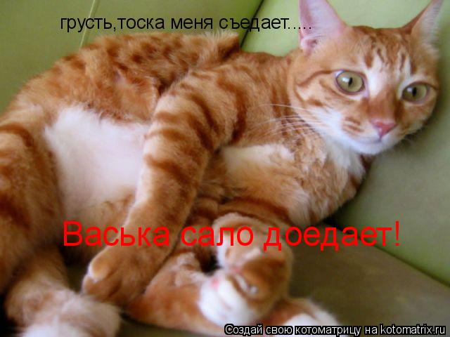 грусть,тоска меня съедает..... Васька сало доедает!... Котоматрица: грусть,тоска меня съедает..... Васька сало доедает!