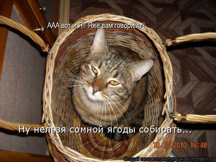 ААА вот и Я!! Яже вам говорила!! Ну нельзя сомной ягоды собирать...... Котоматрица: ААА вот и Я!! Яже вам говорила!! Ну нельзя сомной ягоды собирать...