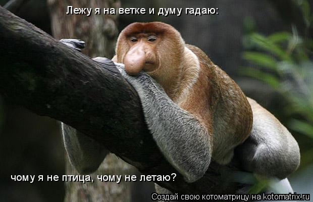 Лежу я на ветке и думу гадаю: чому я не птица, чому не летаю?... Котоматрица: Лежу я на ветке и думу гадаю: чому я не птица, чому не летаю?