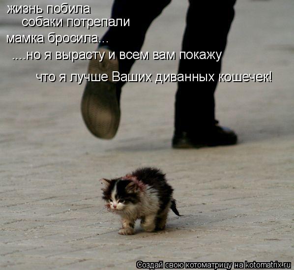 жизнь побила собаки потрепали мамка бросила... ....но я вырасту и всем вам покажу что я лучше Ваших д... Котоматрица: жизнь побила собаки потрепали мамка бросила... ....но я вырасту и всем вам покажу что я лучше Ваших диванных кошечек!