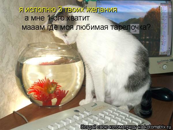 я исполню 3 твоих желания а мне 1-ого хватит мааам где моя любимая тарелочка?... Котоматрица: я исполню 3 твоих желания а мне 1-ого хватит мааам где моя любимая тарелочка?