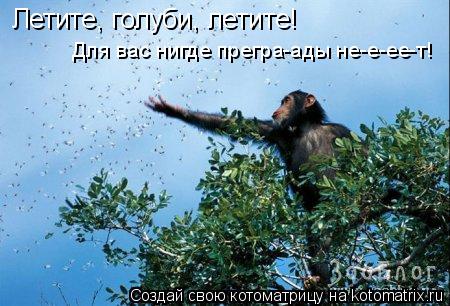 Летите, голуби, летите! Для вас нигде прегра-ады не-е-ее-т!... Котоматрица: Летите, голуби, летите! Для вас нигде прегра-ады не-е-ее-т!