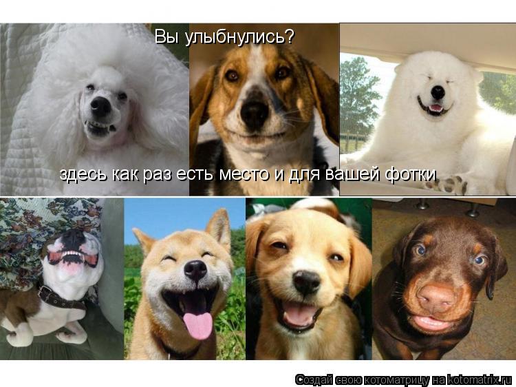 Вы улыбнулись? здесь как раз есть место и для вашей фотки... Котоматрица: Вы улыбнулись? здесь как раз есть место и для вашей фотки