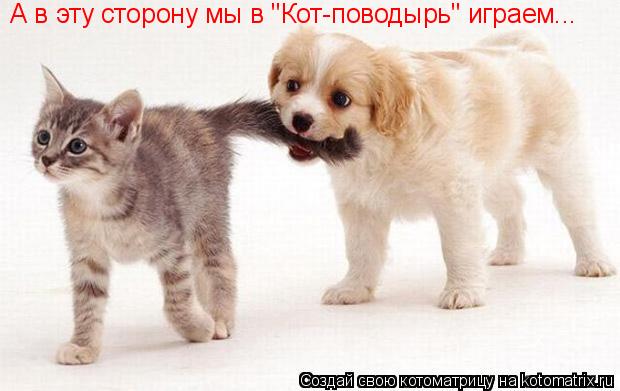 А в эту сторону мы в "Кот-поводырь" играем...... Котоматрица: А в эту сторону мы в "Кот-поводырь" играем...
