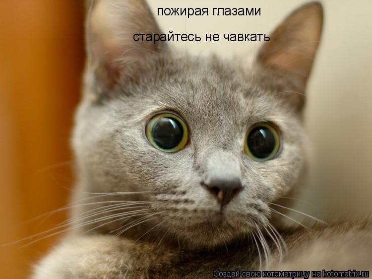 пожирая глазами старайтесь не чавкать... Котоматрица: пожирая глазами старайтесь не чавкать