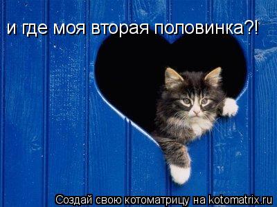 и где моя вторая половинка?!... Котоматрица: и где моя вторая половинка?!
