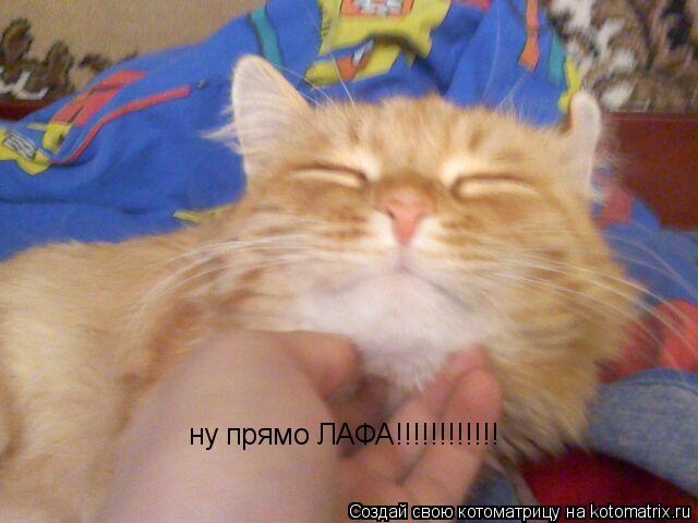 ну прямо ЛАФА!!!!!!!!!!!!... Котоматрица: ну прямо ЛАФА!!!!!!!!!!!!