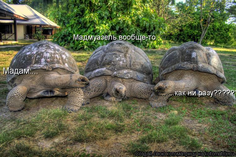 Мадам.... Мадмуазель вообще-то ......как ни разу????????... Котоматрица: Мадам.... Мадмуазель вообще-то ......как ни разу????????