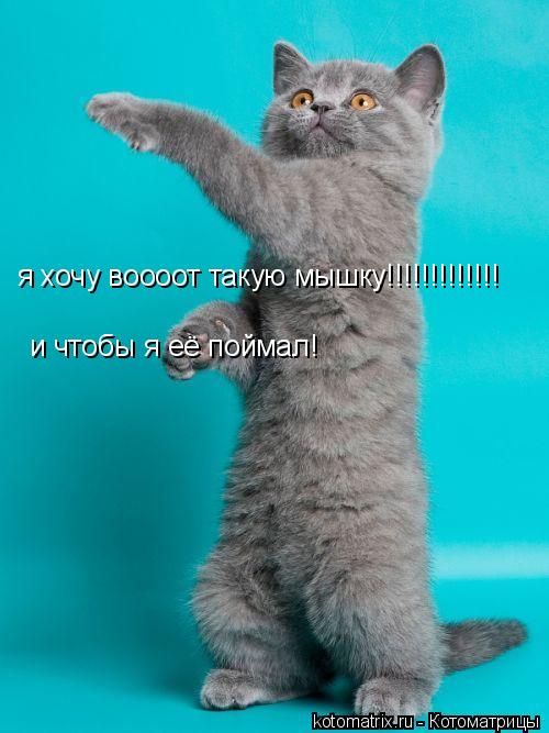 я хочу воооот такую мышку!!!!!!!!!!!!! и чтобы я её поймал!... Котоматрица: я хочу воооот такую мышку!!!!!!!!!!!!! и чтобы я её поймал!