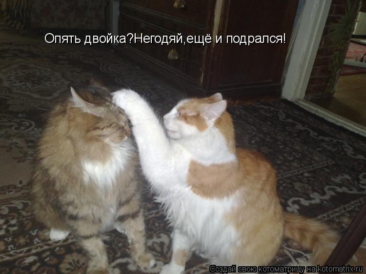 Опять двойка?Негодяй,ещё и подрался!... Котоматрица: Опять двойка?Негодяй,ещё и подрался!