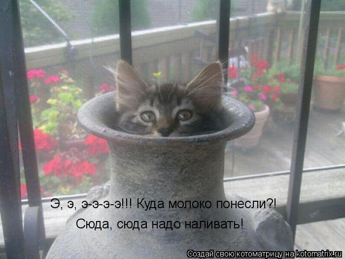 Э, э, э-э-э-э!!! Куда молоко понесли?! Сюда, сюда надо наливать!... Котоматрица: Э, э, э-э-э-э!!! Куда молоко понесли?! Сюда, сюда надо наливать!