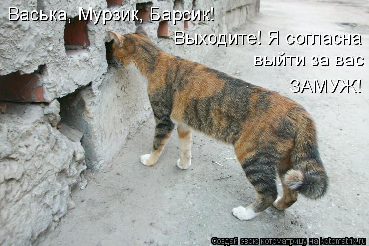 Котоматрица: Васька, Мурзик, Барсик! Выходите! Я согласна  выйти за вас ЗАМУЖ!