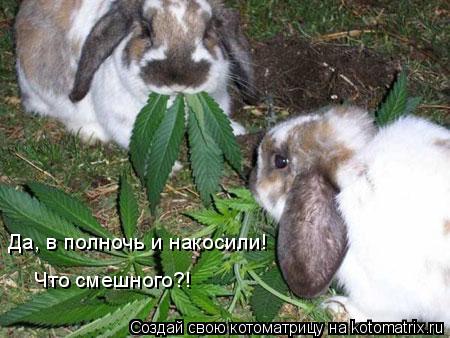 Да, в полночь и накосили! Что смешного?!... Котоматрица: Да, в полночь и накосили! Что смешного?!