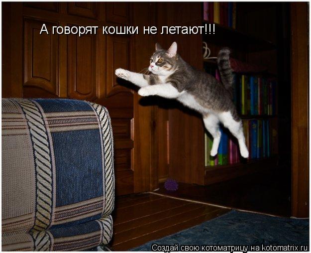 А говорят кошки не летают!!!... Котоматрица: А говорят кошки не летают!!!