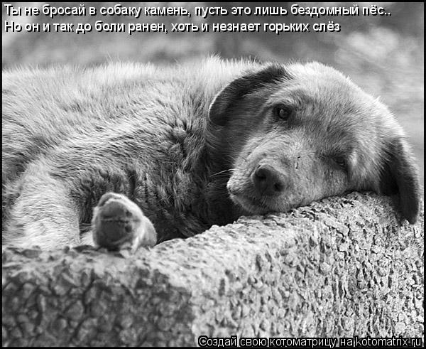 Ты не бросай в собаку камень, пусть это лишь бездомный пёс.. Но он и так до боли ранен, хоть и незнае... Котоматрица: Ты не бросай в собаку камень, пусть это лишь бездомный пёс.. Но он и так до боли ранен, хоть и незнает горьких слёз