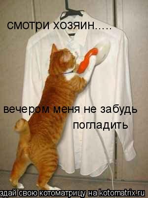 смотри хозяин..... вечером меня не забудь погладить... Котоматрица: смотри хозяин..... вечером меня не забудь погладить