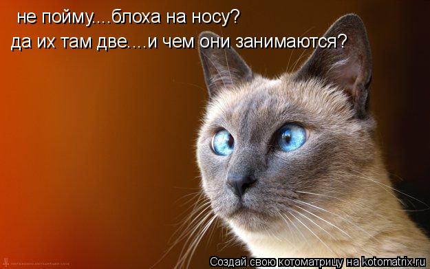 не пойму....блоха на носу? да их там две....и чем они занимаются?... Котоматрица: не пойму....блоха на носу? да их там две....и чем они занимаются?