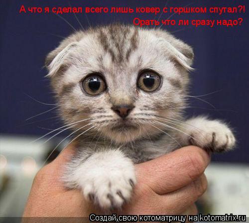 А что я сделал всего лишь ковер с горшком спутал?! Орать что ли сразу надо?... Котоматрица: А что я сделал всего лишь ковер с горшком спутал?! Орать что ли сразу надо?