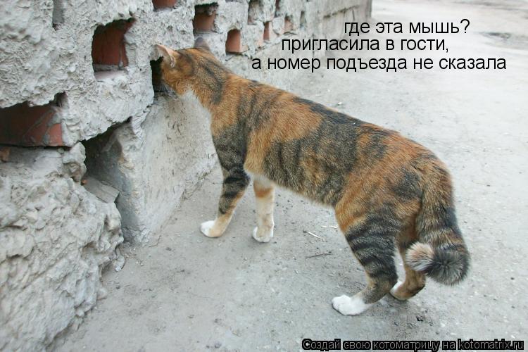 где эта мышь? пригласила в гости, а номер подъезда не сказала... Котоматрица: где эта мышь? пригласила в гости, а номер подъезда не сказала