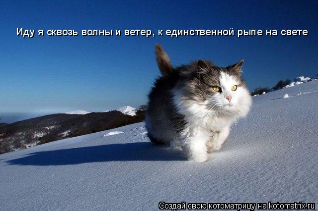 Иду я сквозь волны и ветер, к единственной рыпе на свете... Котоматрица: Иду я сквозь волны и ветер, к единственной рыпе на свете