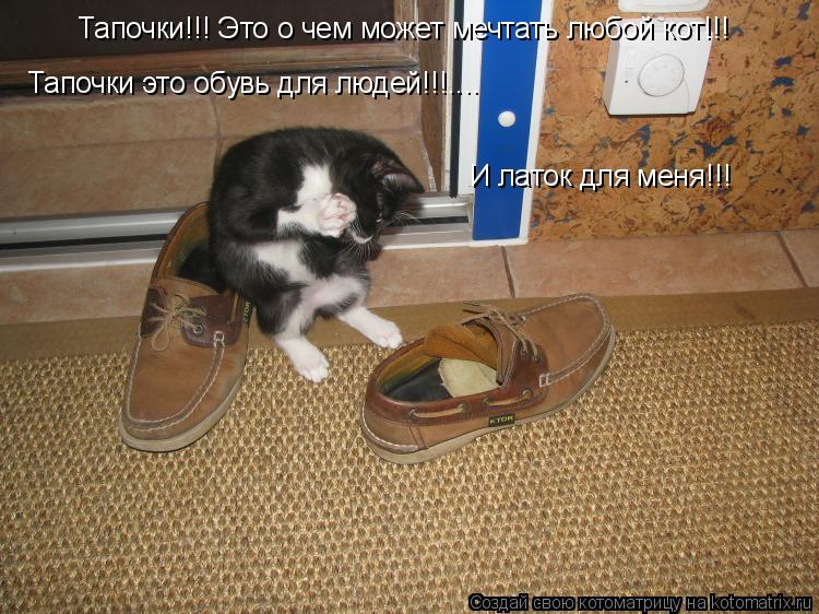 Тапочки!!! Это о чем может мечтать любой кот!!! Тапочки это обувь для людей!!!.... И латок для меня!... Котоматрица: Тапочки!!! Это о чем может мечтать любой кот!!! Тапочки это обувь для людей!!!.... И латок для меня!!!