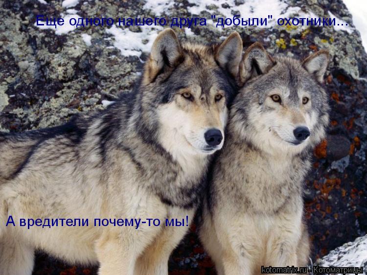 Еще одного нашего друга "добыли" охотники... А вредители почему-то мы!... Котоматрица: Еще одного нашего друга "добыли" охотники... А вредители почему-то мы!