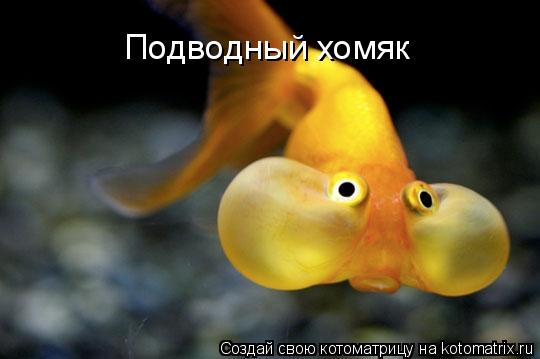 Подводный хомяк... Котоматрица: Подводный хомяк