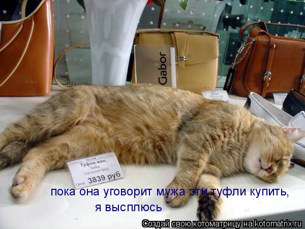 пока она уговорит мужа эти туфли купить, я высплюсь... Котоматрица: пока она уговорит мужа эти туфли купить, я высплюсь