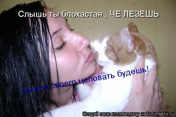 Слышь ты блохастая , ЧЕ ЛЕЗЕШЬ хахаля своего целовать будешь!... Котоматрица: Слышь ты блохастая , ЧЕ ЛЕЗЕШЬ хахаля своего целовать будешь!