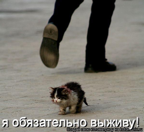 я обязательно выживу! я обязательно выживу! я обязательно выживу! я обязательно выживу! я обязательно... Котоматрица: я обязательно выживу! я обязательно выживу! я обязательно выживу! я обязательно выживу! я обязательно выживу!
