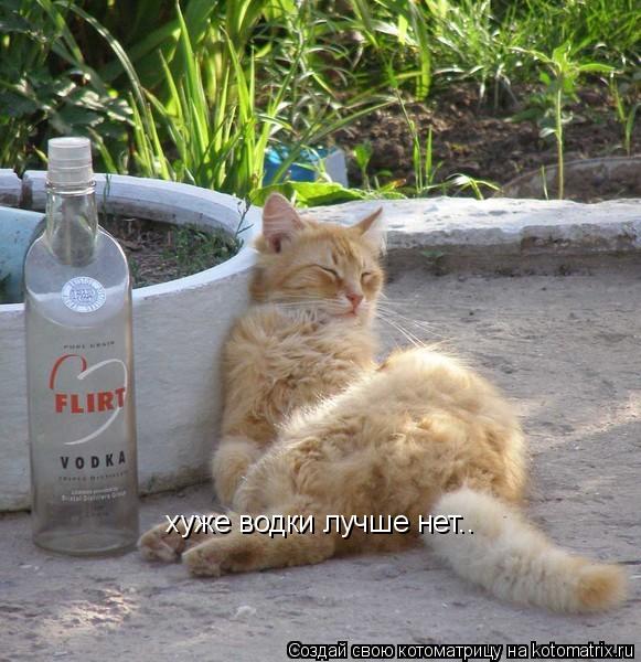хуже водки лучше нет..... Котоматрица: хуже водки лучше нет..