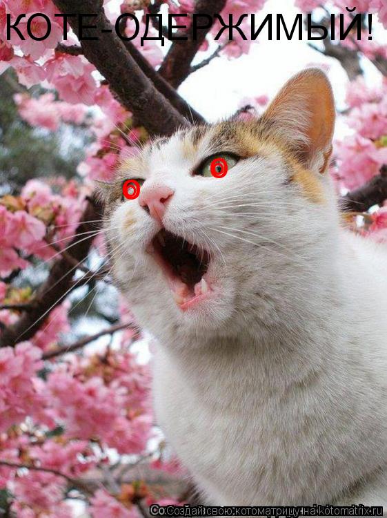 КОТЕ-ОДЕРЖИМЫЙ! о о о о... Котоматрица: КОТЕ-ОДЕРЖИМЫЙ! о о о о