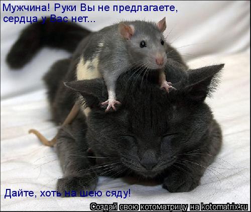 сердца у Вас нет... Мужчина! Руки Вы не предлагаете, Дайте, хоть на шею сяду!... Котоматрица: сердца у Вас нет... Мужчина! Руки Вы не предлагаете, Дайте, хоть на шею сяду!