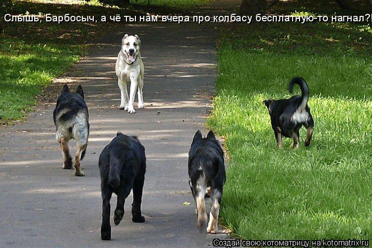 Слышь, Барбосыч, а чё ты нам вчера про колбасу бесплатную-то нагнал?!... Котоматрица: Слышь, Барбосыч, а чё ты нам вчера про колбасу бесплатную-то нагнал?!