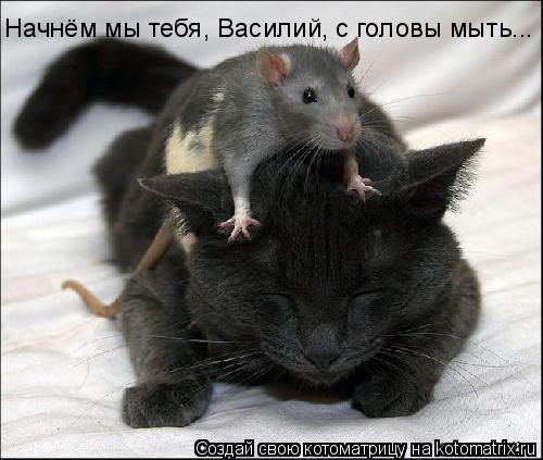 Начнём мы тебя, Василий, с головы мыть...... Котоматрица: Начнём мы тебя, Василий, с головы мыть...