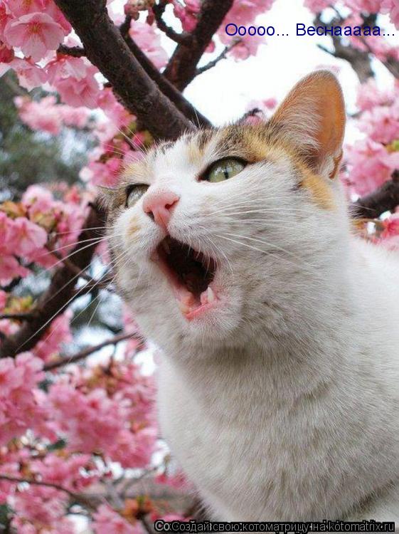 Ооооо... Веснааааа...... Котоматрица: Ооооо... Веснааааа...