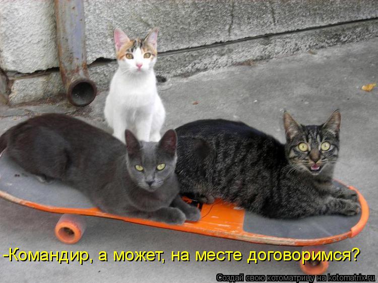 -Командир, а может, на месте договоримся?... Котоматрица: -Командир, а может, на месте договоримся?