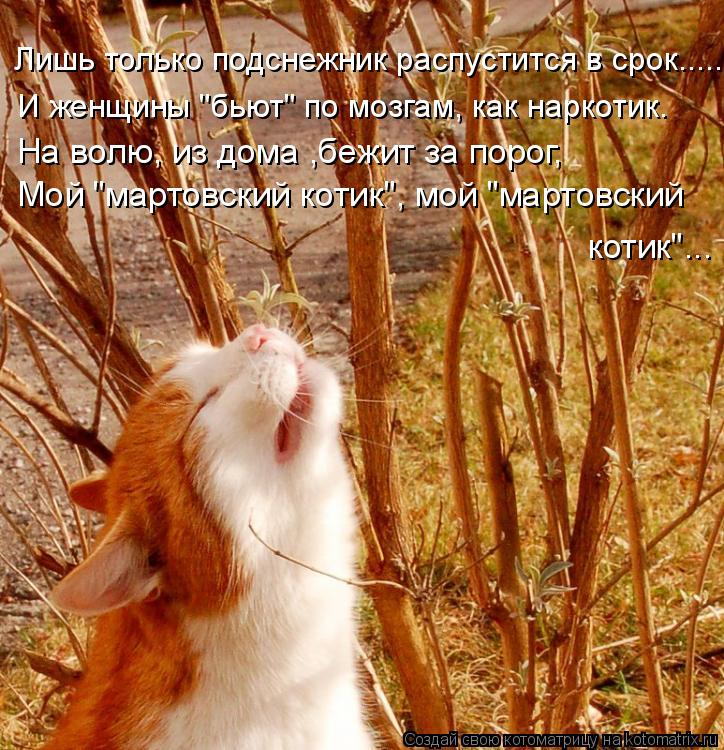Лишь только подснежник распустится в срок..... И женщины "бьют" по мозгам, как наркотик. На волю, из ... Котоматрица: Лишь только подснежник распустится в срок..... И женщины "бьют" по мозгам, как наркотик. На волю, из дома ,бежит за порог, Мой "мартовский котик",