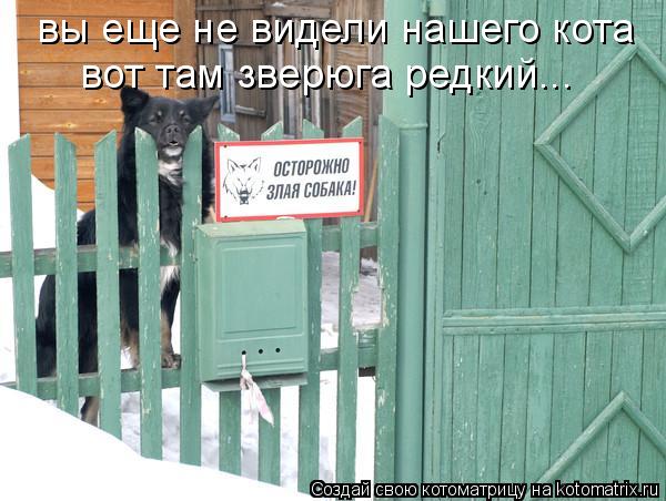 вы еще не видели нашего кота вот там зверюга редкий...... Котоматрица: вы еще не видели нашего кота вот там зверюга редкий...