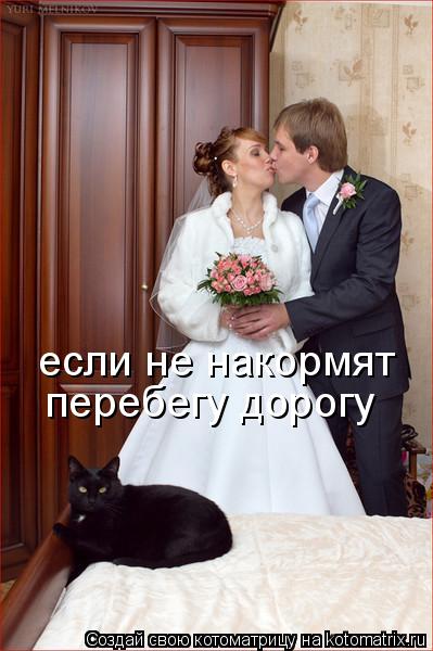 если не накормят перебегу дорогу... Котоматрица: если не накормят перебегу дорогу
