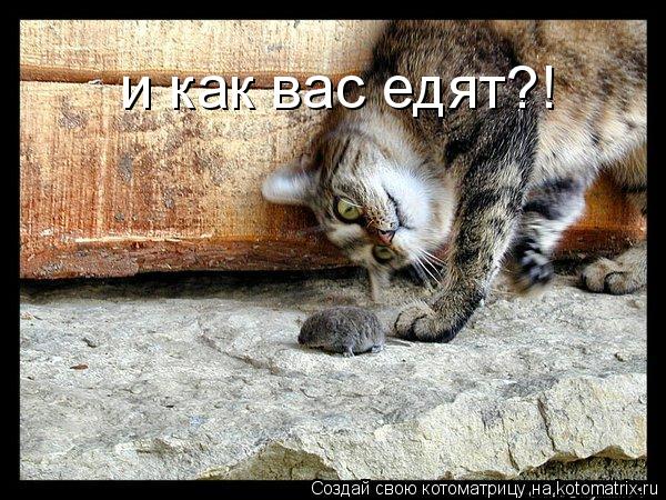 и как вас едят?!... Котоматрица: и как вас едят?!